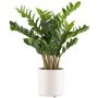 Künstliche Pflanze Zamioculcas BROLKE, Dekotopf, 80cm