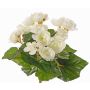 Künstliche Begonie BIRMA auf Steckstab, creme, 20cm, Ø3-5cm