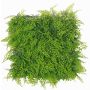 Kunst Farn Zypresse Hecke / Matte DIANTA, crossdoor, 50x50cm