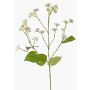 Deko Zweig Wasserdost KORALIA, creme, 80cm, Ø4-7cm