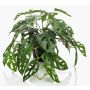 Kunstpflanze Philodendron Monstera adansonii TREVYN, 55cm
