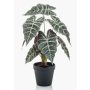 Unechte Pflanze Alocasia Sanderiana UTHER, grün-weiß, 40cm