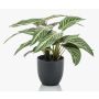 Künstliche Zimmerpflanze Calathea Zebrina VAIDA im Dekotopf, grün-weiß, 40cm