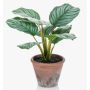 Fakepflanze Calathea Orbifolia ESMIE im Terracotta Topf, grün-weiß, 30cm
