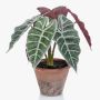 Unechte Pflanze Alocasia Sanderiana GARCIA, Terracotta Topf, grün-weiß, 30cm