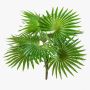 Kunst Washingtonia Palme SCHEDIR auf Steckstab, 35cm