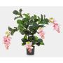 Künstliche Medinilla ALDORA, rosa, 75cm