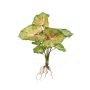 Kunstpflanze Syngonium podophyllum AKAYU, Steckstab, Wurzeln, grün-rot, 40cm