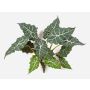 Künstliche Alocasia Sanderiana ORLANDA, grün-weiß, 60cm