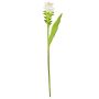 Künstliche Blume Kurkuma DIENDALIN, weiß-grün, 75cm