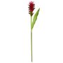 Künstliche Blume Kurkuma DIENDALIN, rosa-rot, 75cm