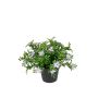 Kunstblume Fingerkraut ISLENA im Dekotopf, lila, 14cm