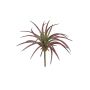 Kunst Sukkulente Tillandsia stricta RIVELIA, Steckstab, grün-rot, 20cm