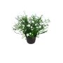 Kunstblume Sternblume FARELIA im Dekotopf, weiß, 24cm