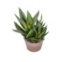 Künstliche Sukkulente Aloe vera ELMARIA im Dekotopf, grün, 28cm