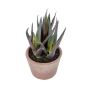 Künstliche Sukkulente Aloe vera DORELINA im Dekotopf, grün-violett, 21cm