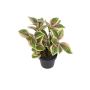 Fake Pflanze Tradescantia zebrina BRENIVA im Dekotopf, grün-weiß, 20cm