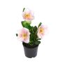 Textilblume Christrose AYANAME, rosa-weiß, 28cm