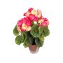 Textilblume Geranie TIENALA im Dekotopf, rosa-creme, 35cm