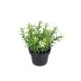 Kunstblume Scheinlobelie DAVELIA im Dekotopf, gelb, 15cm