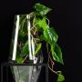 Waterplant
