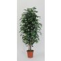 Deko Ficus Benjamini KONRADE, Echte Stämme, grün, 250cm - Made in Italy