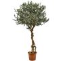 Künstlicher Olivenbaum PLACIDO, Echtstamm, mit Früchten, 275cm - Made in Italy