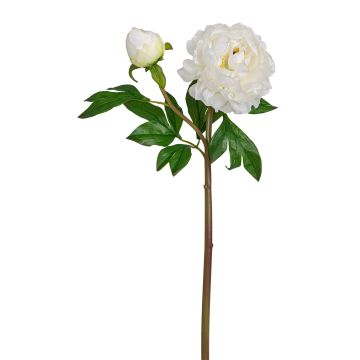 Künstliche Pfingstrose mit Knospe 60cm Blütenkopf Ø 6/14cm, elfenbein Künstliche Pfingstrose mit Knospe 60cm Blütenkopf Ø 6/14cm, elfenbein