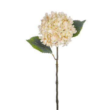 Hortensie 55cm Blütenkopf Ø 15cm, elfenbein Hortensie 55cm Blütenkopf Ø 15cm, elfenbein