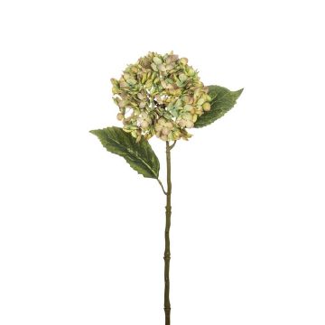 Hortensie 55cm Blütenkopf Ø 15cm, grün Hortensie 55cm Blütenkopf Ø 15cm, grün