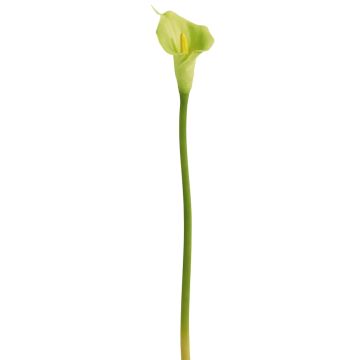 Künstliche Calla 65cm Blütenkopf Ø 8x15cm, hellgrün Künstliche Calla 65cm Blütenkopf Ø 8x15cm, hellgrün