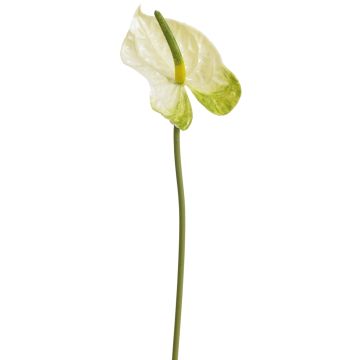 Künstliche Anthurie 45cm Blütenkopf Ø 8cm, creme-grün Künstliche Anthurie 45cm Blütenkopf Ø 8cm, creme-grün