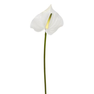 Künstliche Anthurie 81cm Blütenkopf Ø 17cm, weiß Künstliche Anthurie 81cm Blütenkopf Ø 17cm, weiß