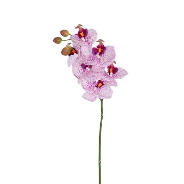 Künstliche Phalaenopsis x 6 57cm Blütenkopf Ø 7/8cm, weiß-rosé Künstliche Phalaenopsis x 6 57cm Blütenkopf Ø 7/8cm, weiß-rosé