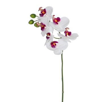 Künstliche Phalaenopsis x 6 57cm Blütenkopf Ø 7/8cm, weiß-lila Künstliche Phalaenopsis x 6 57cm Blütenkopf Ø 7/8cm, weiß-lila