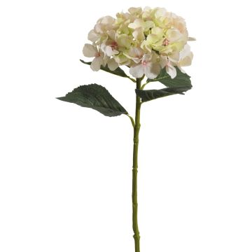Künstliche Jade-Hortensie 56cm Blütenkopf Ø 15cm, creme-rosé Künstliche Jade-Hortensie 56cm Blütenkopf Ø 15cm, creme-rosé