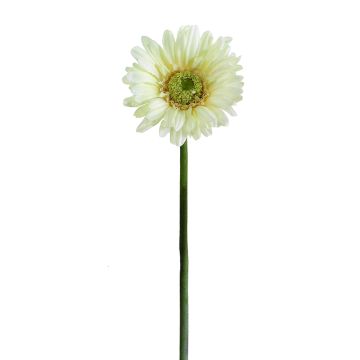 Künstliche Gerbera 57cm Blütenkopf Ø 10,5cm, elfenbein