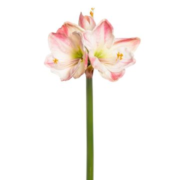 Künstliche Amaryllis x 3 68cm Blütenkopf Ø 5/11cm, weiß-rosé