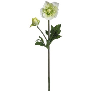Künstliche Christrose x 2 34cm Blütenkopf Ø 2,5/6cm, weiß-grün Künstliche Christrose x 2 34cm Blütenkopf Ø 2,5/6cm, weiß-grün