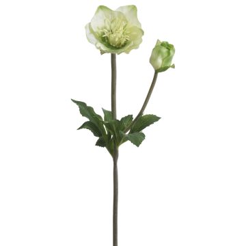 Künstliche Christrose x 2 34cm Blütenkopf Ø 2,5/6cm, hellgrün Künstliche Christrose x 2 34cm Blütenkopf Ø 2,5/6cm, hellgrün