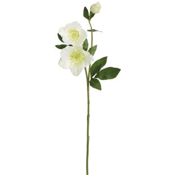 Künstliche Christrose x 3 56cm Blütenkopf Ø 3/7/9cm, elfenbein Künstliche Christrose x 3 56cm Blütenkopf Ø 3/7/9cm, elfenbein
