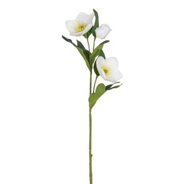 Künstliche Christrose x 3 52cm Blütenkopf Ø 2,5/7cm, elfenbein Künstliche Christrose x 3 52cm Blütenkopf Ø 2,5/7cm, elfenbein