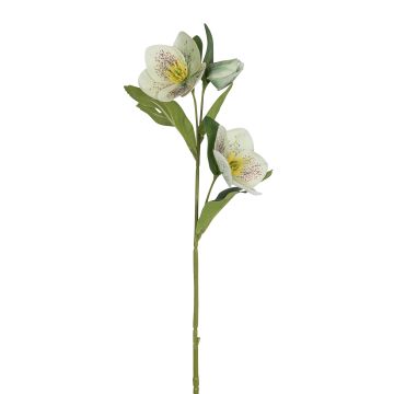 Künstliche Christrose x 3 52cm Blütenkopf Ø 2,5/7cm, hellgrün Künstliche Christrose x 3 52cm Blütenkopf Ø 2,5/7cm, hellgrün