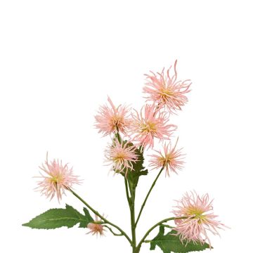 Kugeldistel Deko Zweig GESKENDA, rosa-gelb, 60cm, Ø3,5-5cm Kugeldistel Deko Zweig GESKENDA, rosa-gelb, 60cm, Ø3,5-5cm
