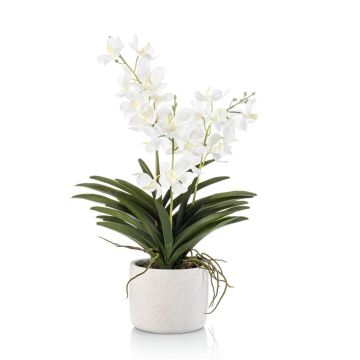 Künstliche Vanda Orchidee PAVRA im Keramiktopf, Wurzeln, weiß-creme, 60cm
