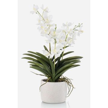 Künstliche Vanda Orchidee PAVRA im Keramiktopf, Wurzeln, weiß-creme, 60cm