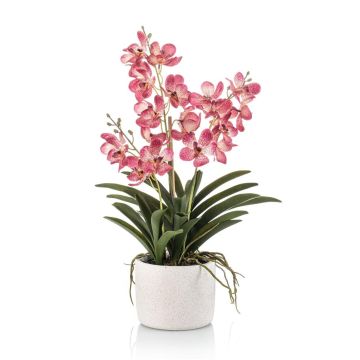 Künstliche Vanda Orchidee PAVRA im Keramiktopf, Wurzeln, pink-weiß, 60cm