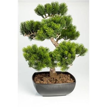 Kunstbonsai Pinie SHADIA mit Wurzeln, in Bonsaischale, 50cm