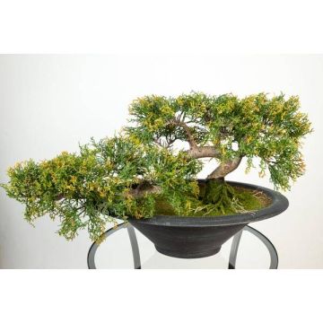 Kunstbonsai Zeder GABRIA mit Wurzeln, in Dekoschale, 40cm