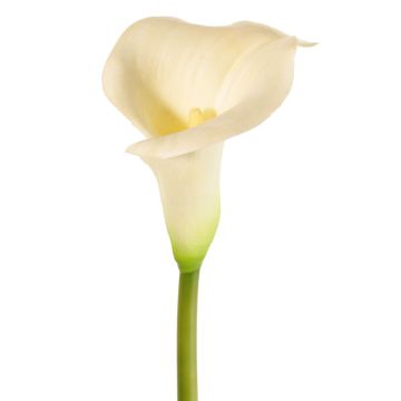 Künstliche Calla MIRAC, creme, 75cm, 12x15cm